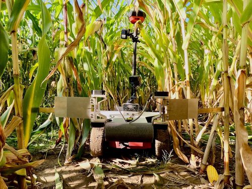 A small, rugged robot with a tall sensor mast navigates between rows of tall, green corn plants in a sunny field.